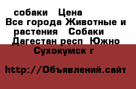 собаки › Цена ­ 2 500 - Все города Животные и растения » Собаки   . Дагестан респ.,Южно-Сухокумск г.